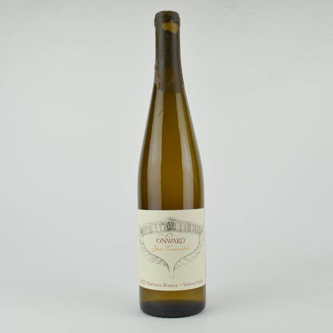 2022 Onward "Skin Fermented" Suisun Valley Malvasia Bianca